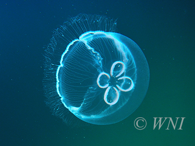 Moon Jellyfish (Aurelia aurita)